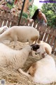 A woman feeding a group of sheep in a pen.